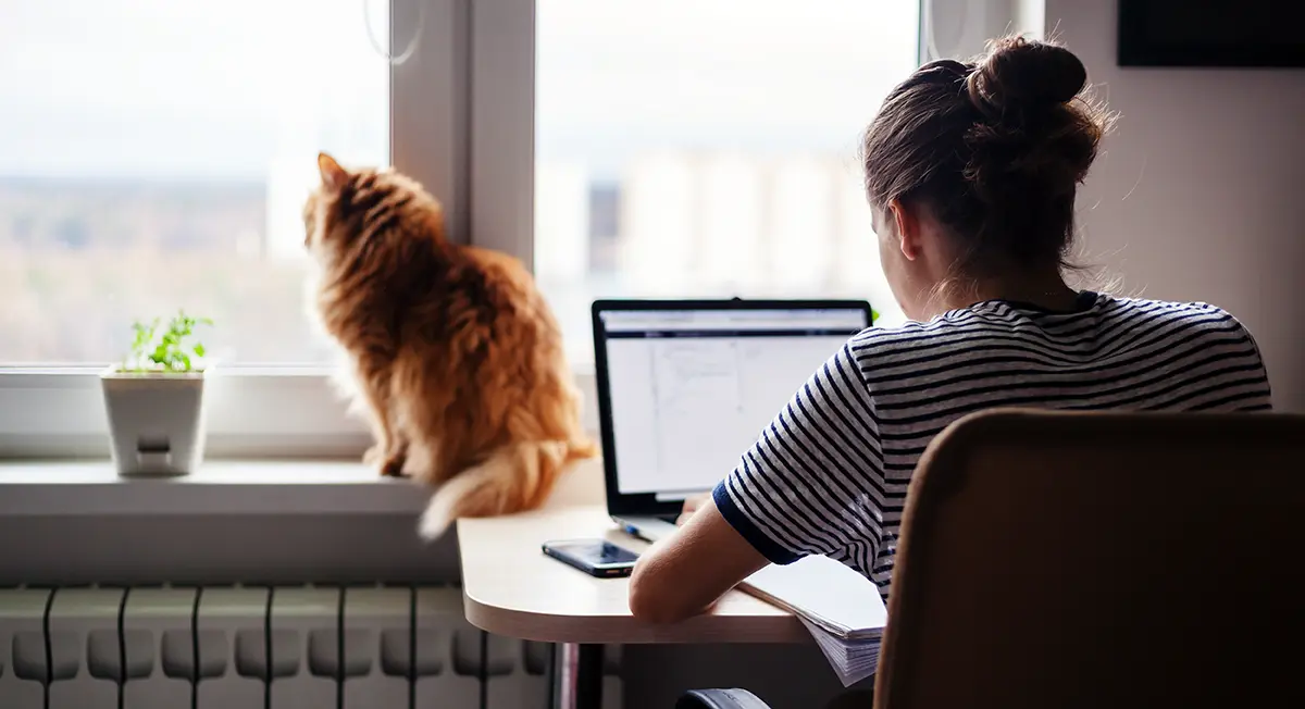 Remote worker working from home on their laptop while a cat sits by their window.