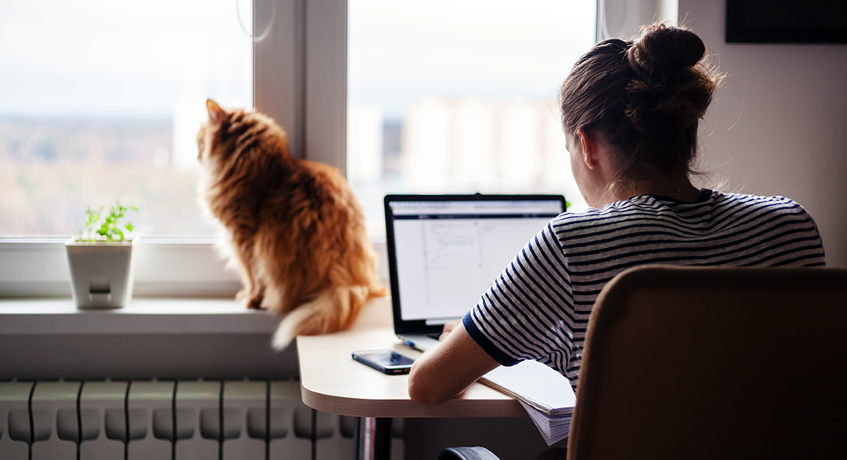 Remote worker working from home on their laptop while a cat sits by their window.